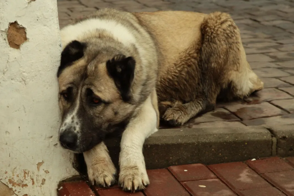 Никаких больше 40 кошек: как в ГД хотят ограничить число животных в квартирах