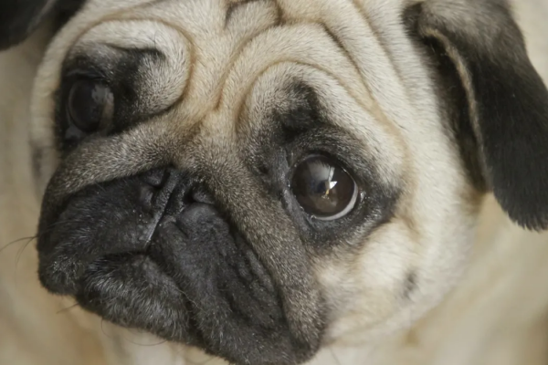 Как правильно вычесывать мопса: простые советы по уходу