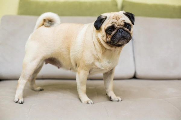 Мопс: почему упрямый «дед» в собачьей шкуре покорил весь мир